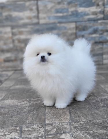 Pomeranian Spitz Welpen