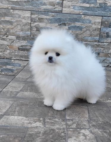 Pomeranian Spitz Welpen