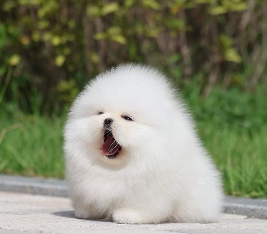 Pomeranian Welpen