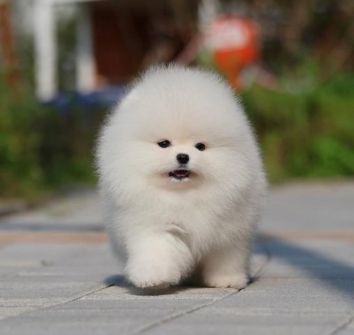 Pomeranian Welpen
