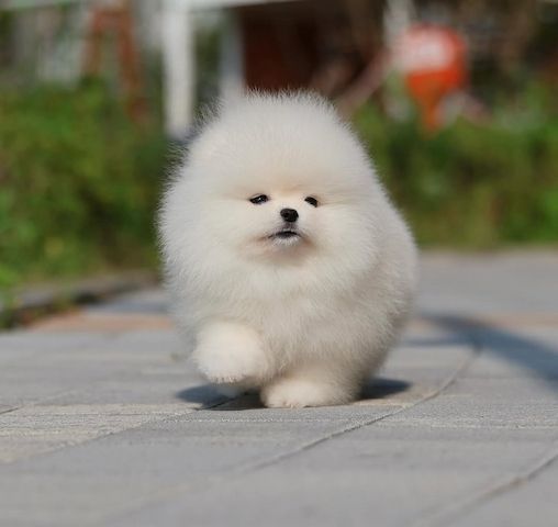 Pomeranian Welpen