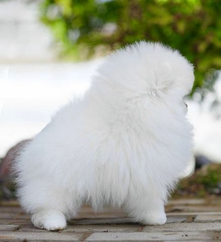 Pomeranian Spitz
