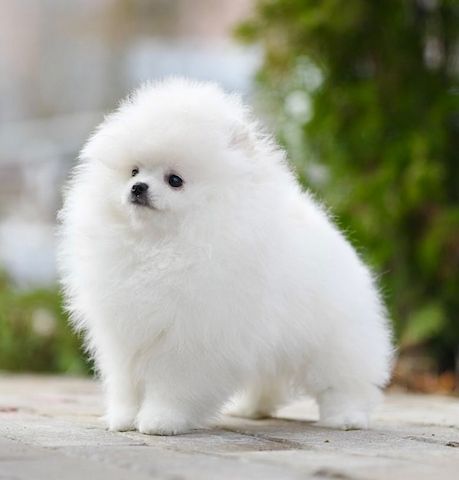 Pomeranian Spitz