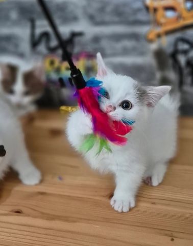 wunderschöne Munchkin-Kätzchen