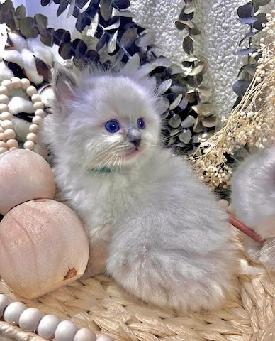 Frohes neues Jahr an alle Ragdoll-Kätzchen-Liebhaber!