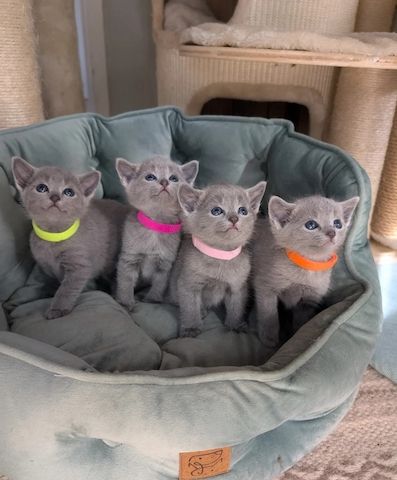 😺Vier wunderschöne Russisch Blau Kätzchen suchen ein Zuhause!😺