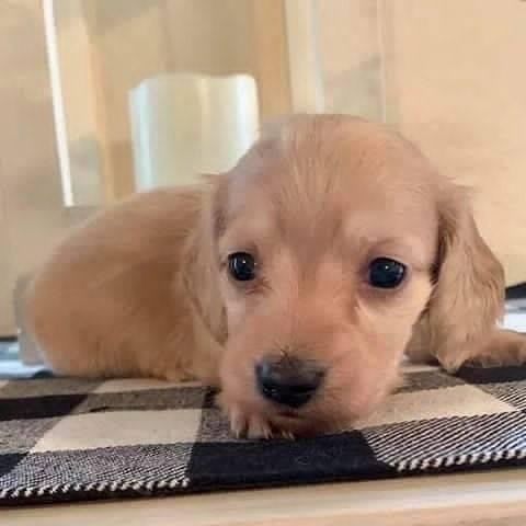 Dackelwelpen suchen ein neues Zuhause