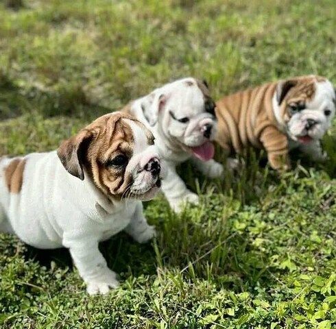 Englische Bulldogwelpen