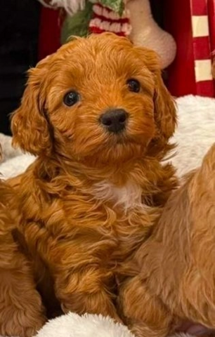 Maltipoo-Welpen,,