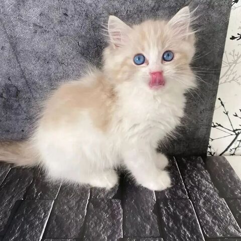 Ragdoll-Kätzchen zu verkaufen