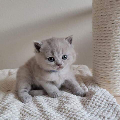 Britisch Kurzhaar-Wurf