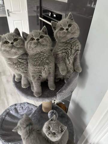 Britische Kurzhaar-Kätzchen zur Adoption