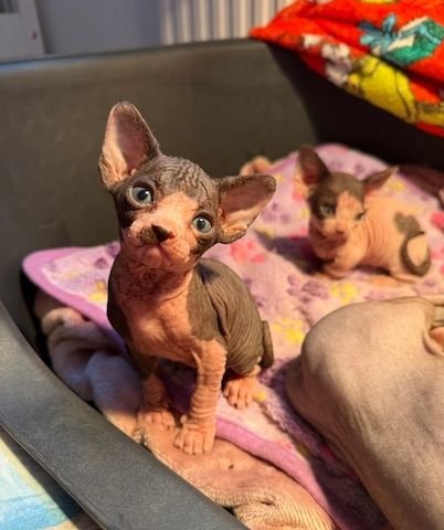 Wunderschöner Wurf Sphynx-Kätzchen