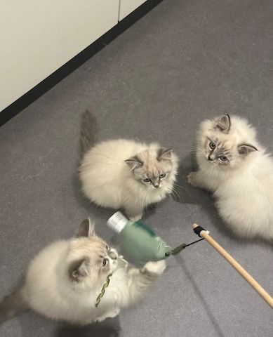 Die bezaubernde Sibirische Neva Masya!