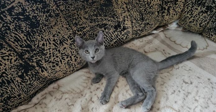 Russisch Blau Kätzchen