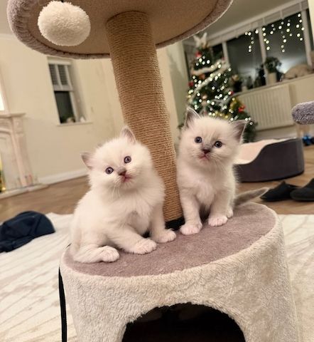 Die süßesten Ragdoll-Kätzchen