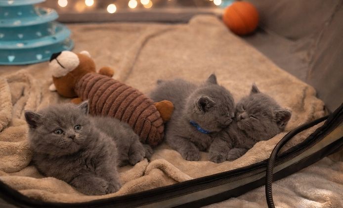 Britisch Kurzhaar-Kätzchen suchen ein liebevolles Zuhause