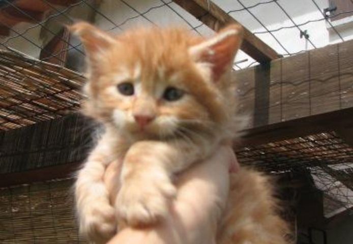 Maine Coon Kätzchen zu verkaufen