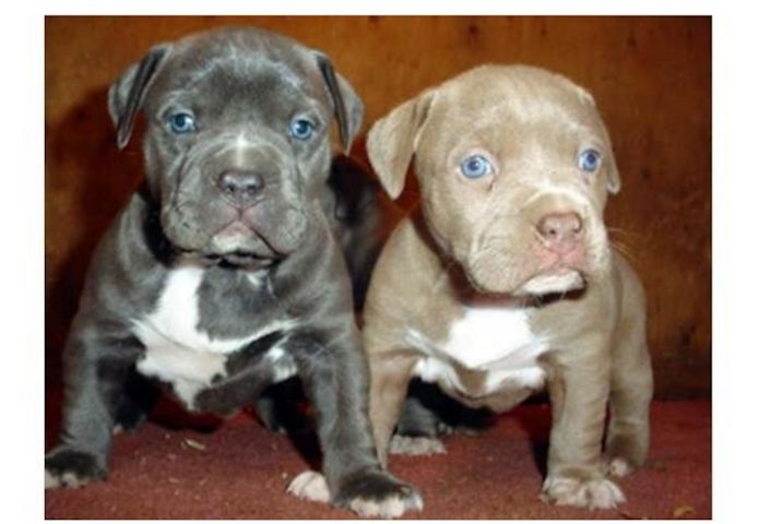 Blueline welpen American Pitbull Terrier