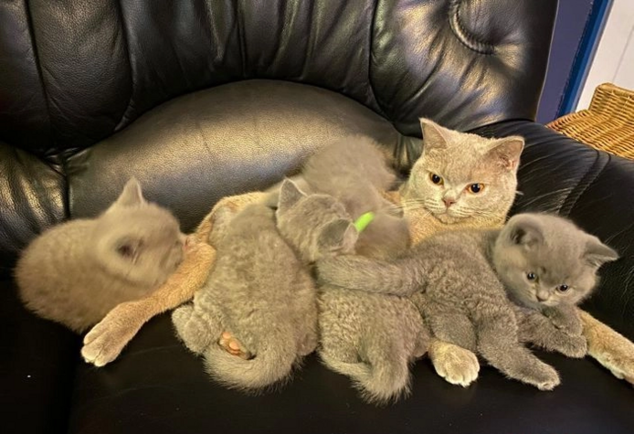 Britische Kurzhaar-Kätzchen zur Adoption