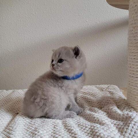 Britisch Kurzhaar-Wurf