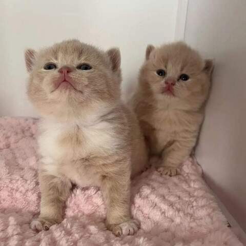 Britische Kurzhaar-Kätzchen zur Adoption.