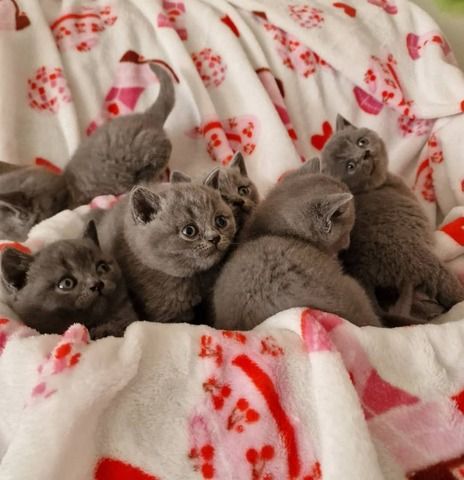 Britische Kurzhaar-Kätzchen zur Adoption