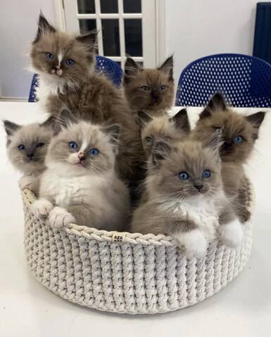 Ragdoll-Kätzchen zu verkaufen