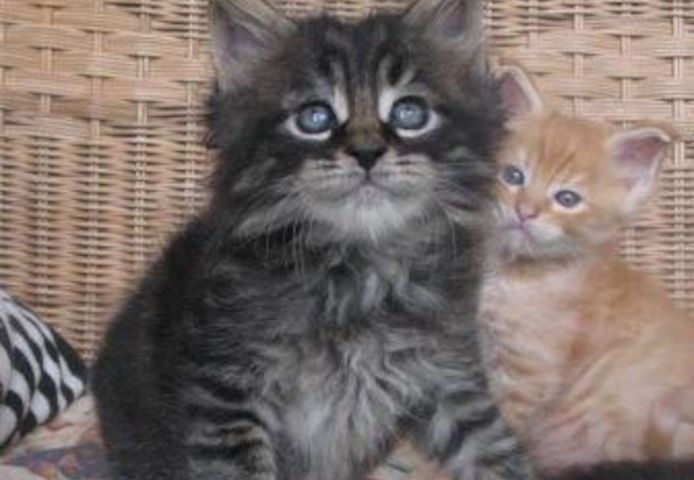 Maine Coon Kätzchen zu verkaufen