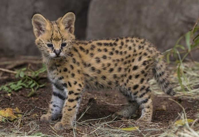 Bezaubernde Savannah Kätzchen Jetzt bereit