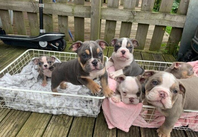 Englische Bulldogge zu verkaufen