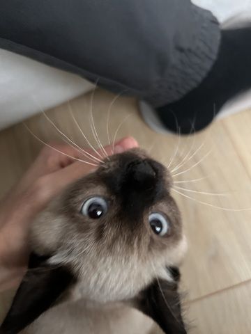 Siam Kitten 3 Monate, geimpft und gechipt