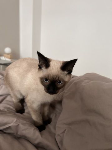 Siam Kitten 3 Monate, geimpft und gechipt