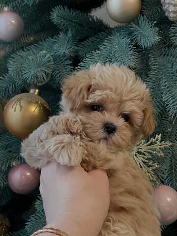 Maltipoo-Welpen zur Adoption