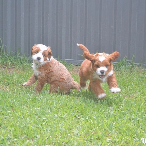 Cavapoo-Welpen zur Adoption