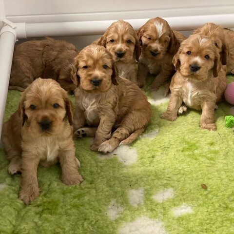 Cocker Spaniel Welpen