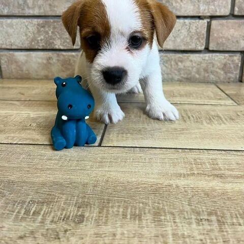 Jack Russell Welpen