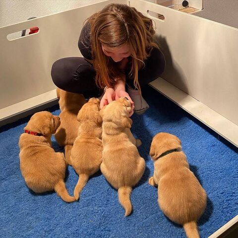 Labradol-Welpen verfügbar