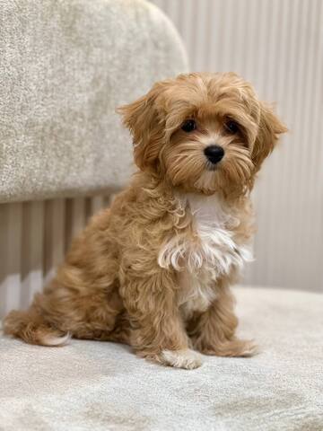 Maltipoo-Welpen zur Adoption