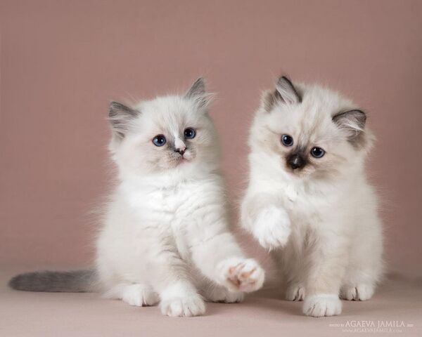 Ragdoll-Kätzchen verfügbar