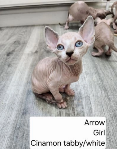 Sphynx-Kätzchen zu verkaufen