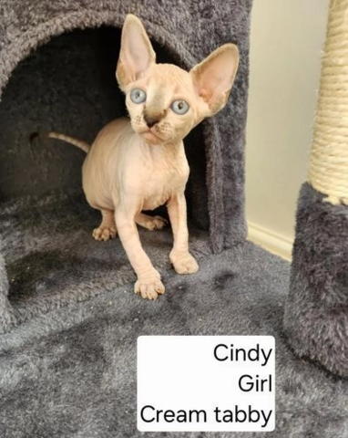 Sphynx-Kätzchen verfügbar