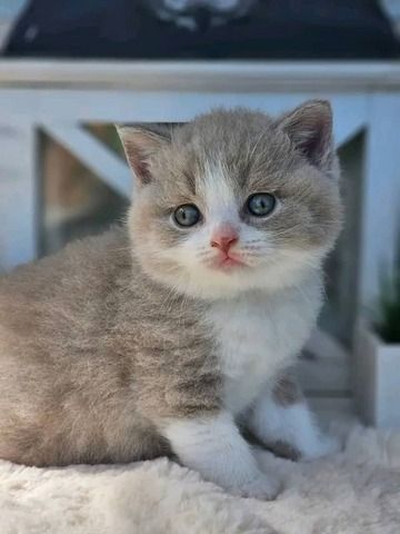 Britische Kurzhaar-Kätzchen zur Adoption