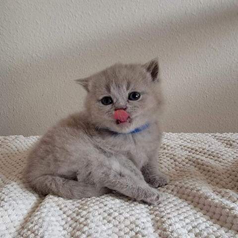 Britisch Kurzhaar-Wurf