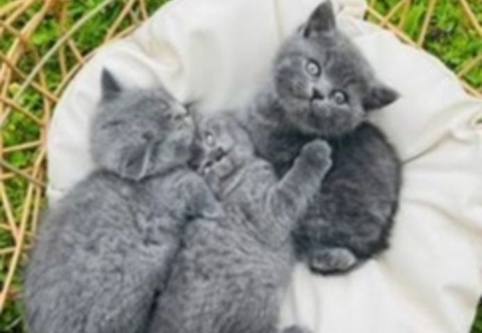 Britisch Kurzhaar-Wurf