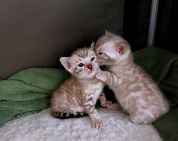 Bengal-Kätzchen zu vermitteln