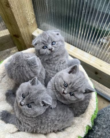 Britische Kurzhaar-Kätzchen zur Adoption