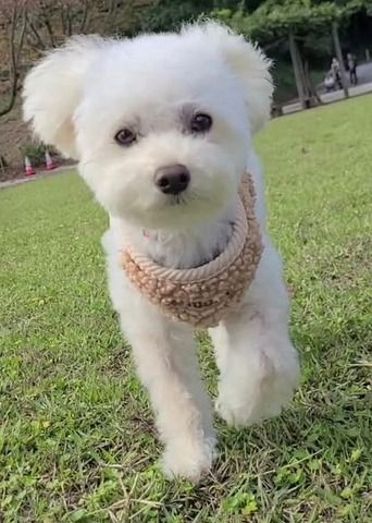 Wunderschöner Bichon frise-Welpen