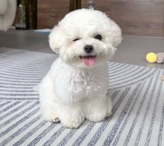 Wunderschöner Bichon frise-Welpen