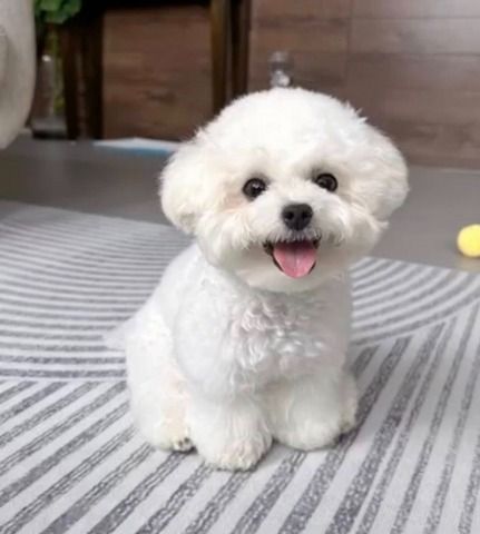 Wunderschöner Bichon frise-Welpen